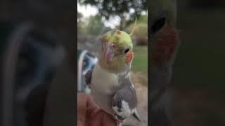 The Cockatiel  Bird  #birds ##birdsinging #birdsounds #sundarnursery #cutebird #birdyoutube