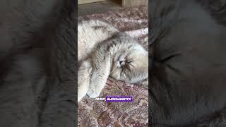 ЭКСПЕРТ СНА -2/ SLEEP  EXPERT-2 #экспертсна #cats