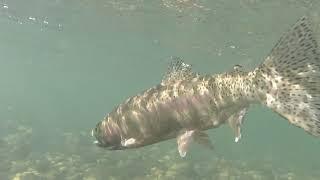 Yuba dry fly fishing with guide Mac Noble