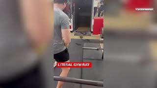 Ein wildes Tier attackiert ein ganzes Rudel starker Männer im  Fitnessstudio/Gym!