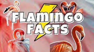 Five Fun Facts about Flamingos