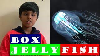 #Box Jellyfish #Which is the most Dangerous SEA Creatures #Box Jellyfish danger to humans #Sea wasp