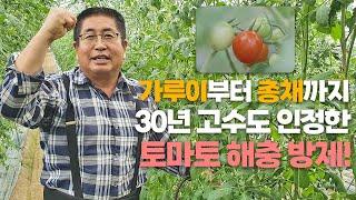 토마토 병해충 가루이부터 총채까지! 30년 방제 노하우 모두 공개합니다