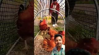 Chicken farming idea #farm #animals #farming #prajapati #tech #chiken #farmer #caze #ideas