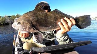 Casting BIG Bait For MONSTERS at Apollo Beach