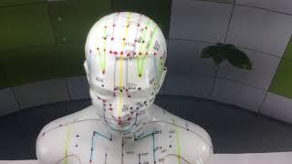 Male Acupuncture Model 50cm from Lierre.ca