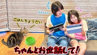 ちゃんと猫のお世話して！！こんな時どうする？？himawari-CH