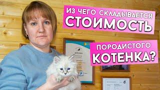 Почему породистый котенок стоит дорого? Где приобрести котенка? Питомник кошек или разведенцы?