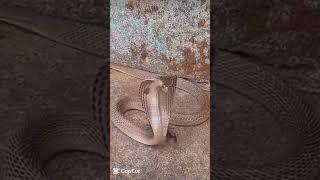 king Cobra  with hood breathtaking face