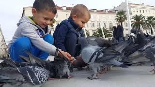 Wheat for pigeons on the "Riva" City of Split - Splitska Riva- two boys - Split - Croatia - Nov.19th