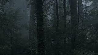 Heavy Rain and Thunder Sounds In Rain Forest  For Relaxing & Sleeping