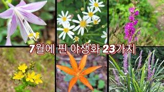 금성쟁이에 7월에 핀 야생화를 소개합니다