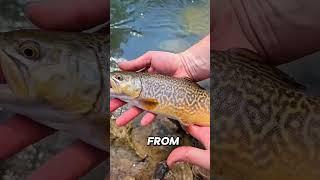 Tiger Trout Facts! 