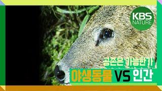 [시청자요청] 야생동물 대 인간, 공존은 가능한가  | 환경스페셜 야생동물 대 인간 2부작 "2편 공존은 가능한가"   (2007년 1월 24일 방송)