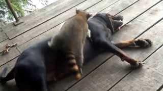 Coon dog rock and raccoon ringo playing...