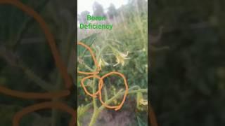 Boron Deficiency in Tomato #tomato #farmer #india #agriculture #viral #farmerprotest #farming