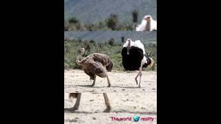 World's का सबसे पुराना  Ostrich Nest 🪹 | Andhra Pradesh | Ostrich #shorts #viralvideo #youtubeshorts