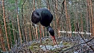 Black stork nest ~ flying lesson from dad ! Must-toonekurg 22.05.2019