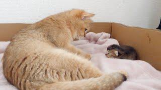 Mother cat notices that the kitten's eyes have opened...