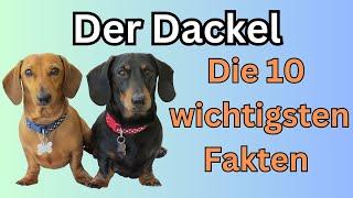 Dackel  Die 10 wichtigsten Fakten über den Dackel