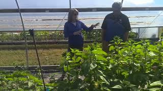 Introduction to High Tunnel Crop Rotation to Extend the Production Season