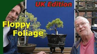 Good Juniper Bonsai Foliage: Nature or Nurture? [a fun time was had with @XaviersBonsaiRetreat ]