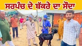 ਸਰਪੰਚ ਦੇ ਬੱਕਰੇ ਦਾ ਸੌਦਾ | Tungwali #bakramandi #farming #goats