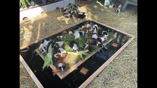 GUINEA PIG      ISLAND