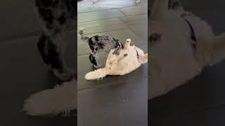Aria playing with a friend #nostalgia #love #80smusic #keithandrewnetwork #dogs #dogshorts #doglife