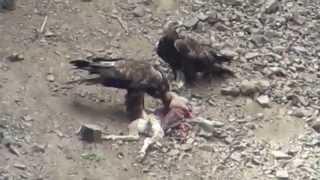 RHM Hunting Big Horn Lambs With Golden Eagles