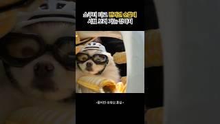 스쿠터 타고 반려견 순찰대 시험 보러 가는 강아지 ㅋㅋㅋㅋ