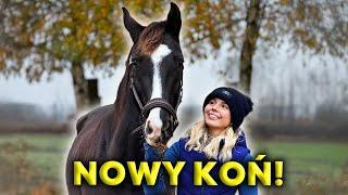 NOWY KOŃ!  | Poznajcie...