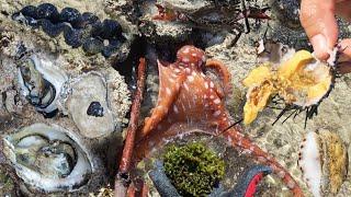 1.000 Macam biota laut langsung di Makan mentah, mencari Gurita, Kepiting, Tiram, Jamur Laut, Kerang