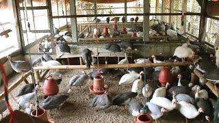 How to Start a Business Guinea Fowl Farming - Guinea Farm Business Idea Low Investment High Profit