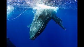 Humpback whale natural footage 4K - copyright Brett Vercoe