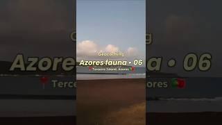 Azores fauna - 06 