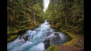 Relaxing River Sound With Bird Songs In Spring. Life in nature relaxing to sleep