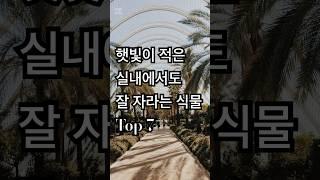 햇빛이 적은 실내에서도 잘 자라는 식물 Top 7 #식집사  #식믈 #랭킹