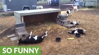 "Fainting" Goats Fall Over From Sight Of Opening Umbrella!