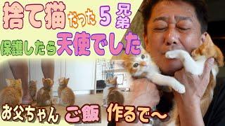 捨て猫を保護したら天使でした〜パパさん完全に5兄弟のとりこになる〜