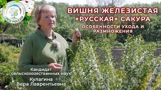 Вишня железистая. Сакура