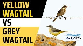 Yellow Wagtail Vs Grey Wagtail