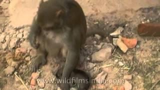 Monkey carries around a puppy dog in West Bengal, India