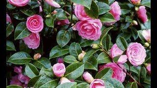 How to grow Camellia plant || how to care Camellia plant