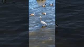 A Heron w/Geese @Vancouver Harbour natheowild zefrank1 thedodo bbcwild nhk uncleben