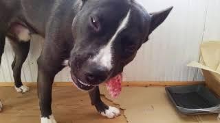 CRUNCHMANIA! Hachi the Pitsky munching on a turkey neck and back