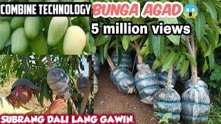 MANGO ROOTS ATTACHING, HARVEST cut & PLANTING, THE COMBINED TECHNOLOGY BY GHA AGRI TV+TUTORIAL &TIPS