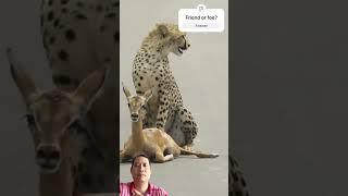 Why Cheetahs Are The Most Interesting Cats #cheetah #wildlife #shorts