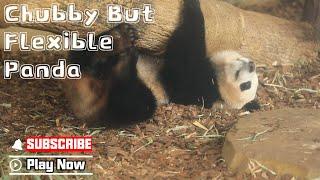 Panda Tries To Hide Its Embarrassment Of Being Stuck | iPanda