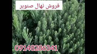 قیمت نهال صنوبر 09148286341